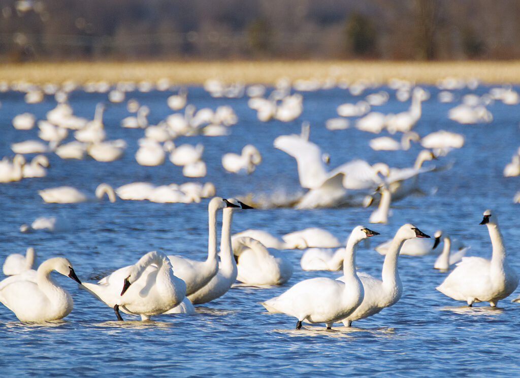 UPDATED: Spring brings return of the swans