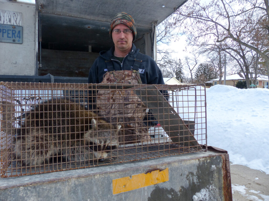 Shivering wildlife invade city homes