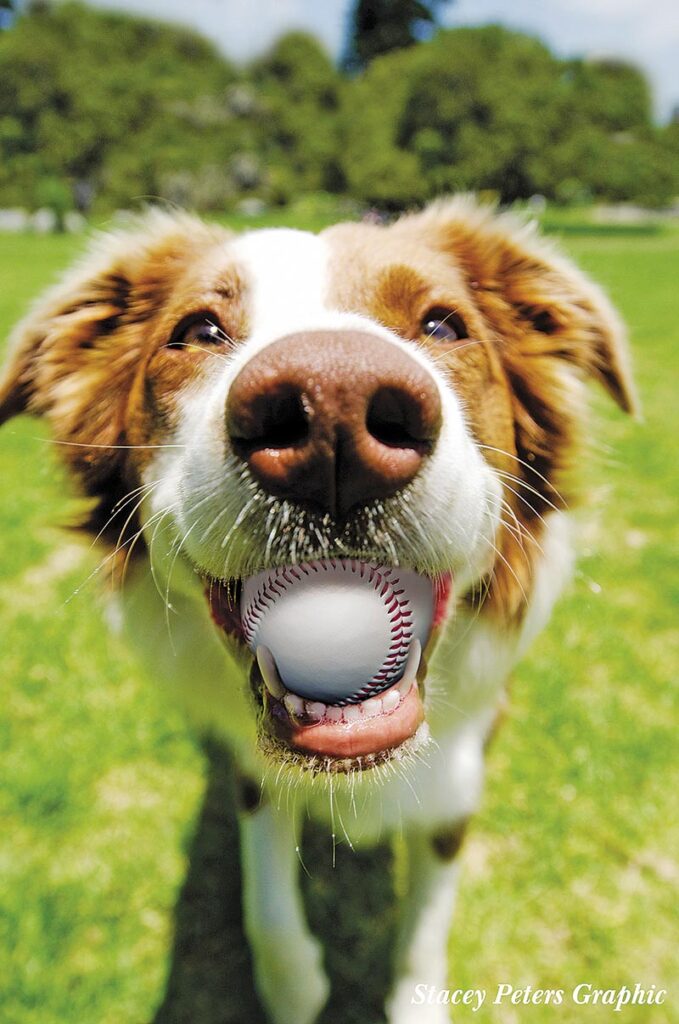 OPINION: Baseballers gives council paws