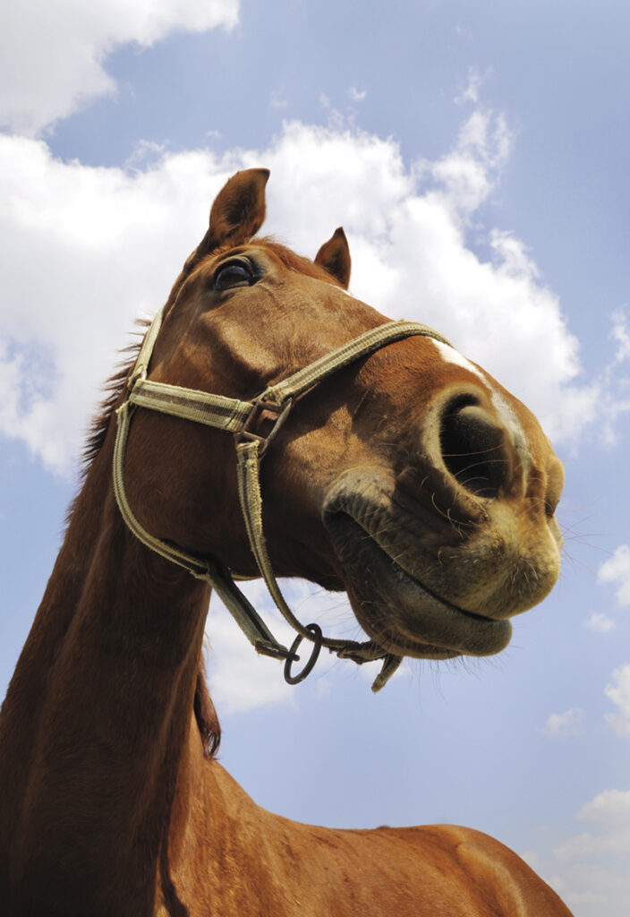 Hiawatha offering 21 Saturday harness racing dates this year