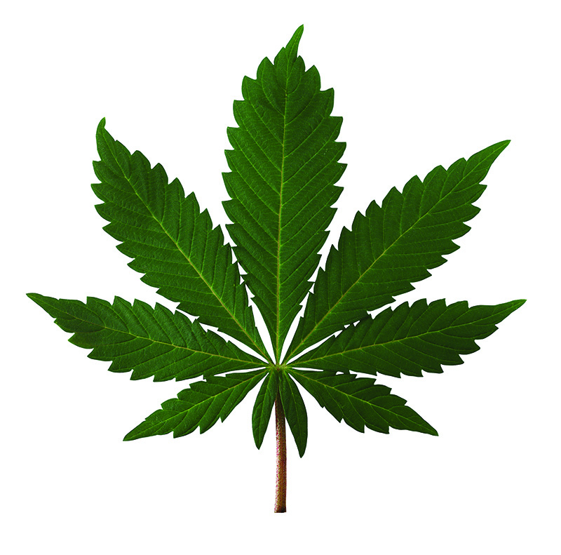 Major grow-op thwarted on Aamjiwnaang First Nation