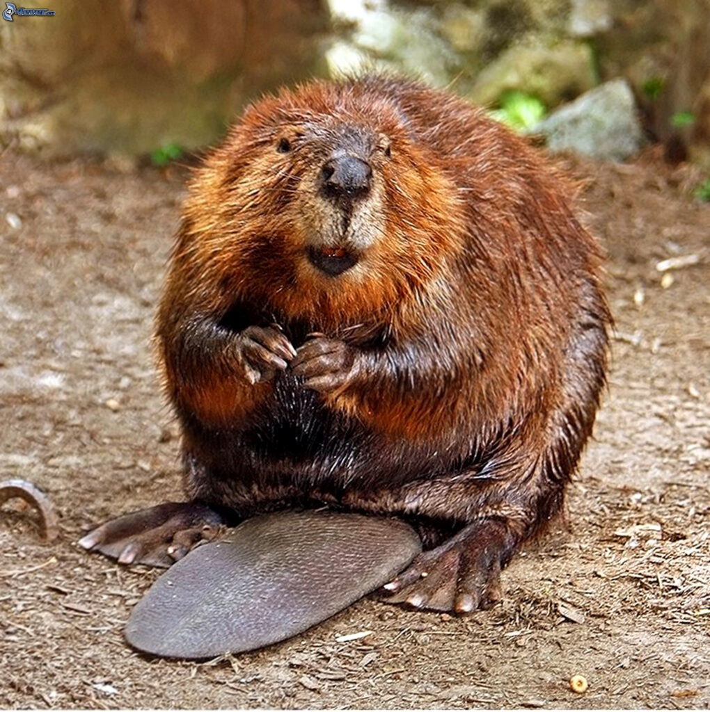 Beavers: damned if you do, damned if you don’t