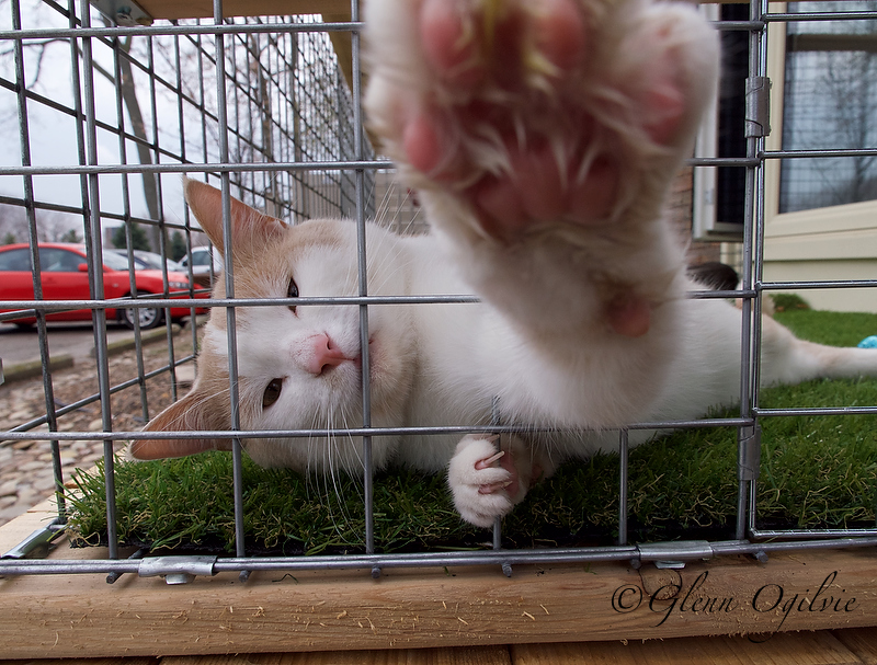 Two new ‘legacy’ projects at Humane Society are the cat’s meow
