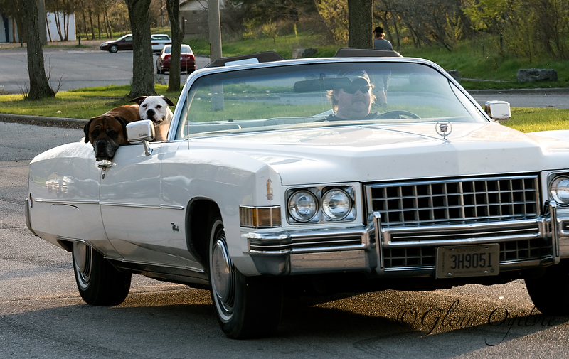 Ruff Ride