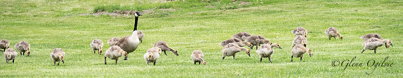 What’s good for the goose