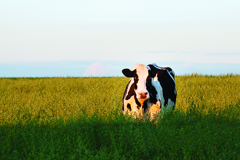 Police report of wandering cows was no bum steer