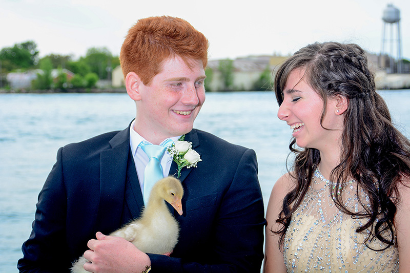 Grad goose