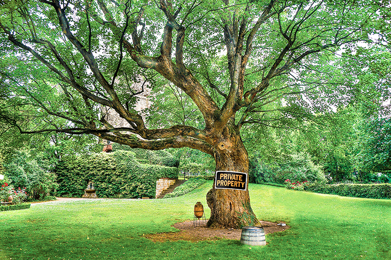 City seeks feedback on bylaw to regulate privately owned trees