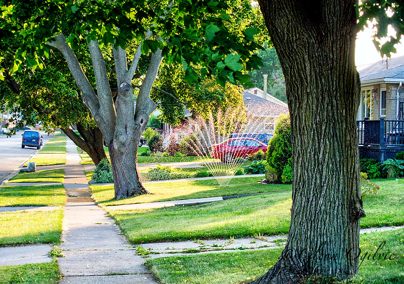 Tree Project