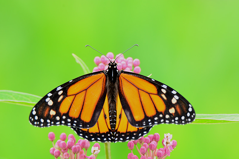 Nature photographer finds natural beauty in everyday places