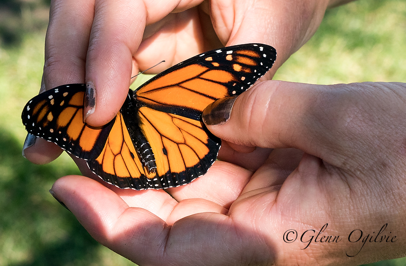 City woman helps delicate butterflies earn their wings
