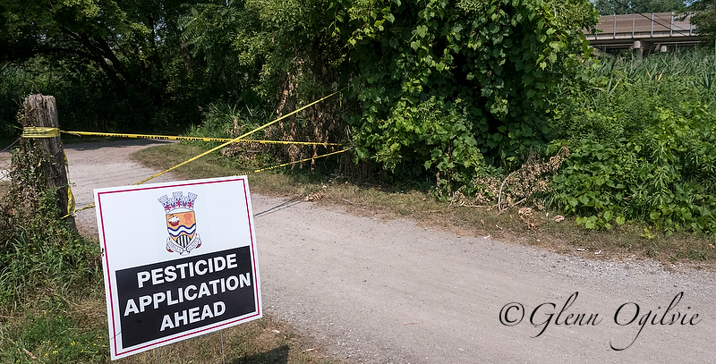 City confident its phragmites control effort is having an impact