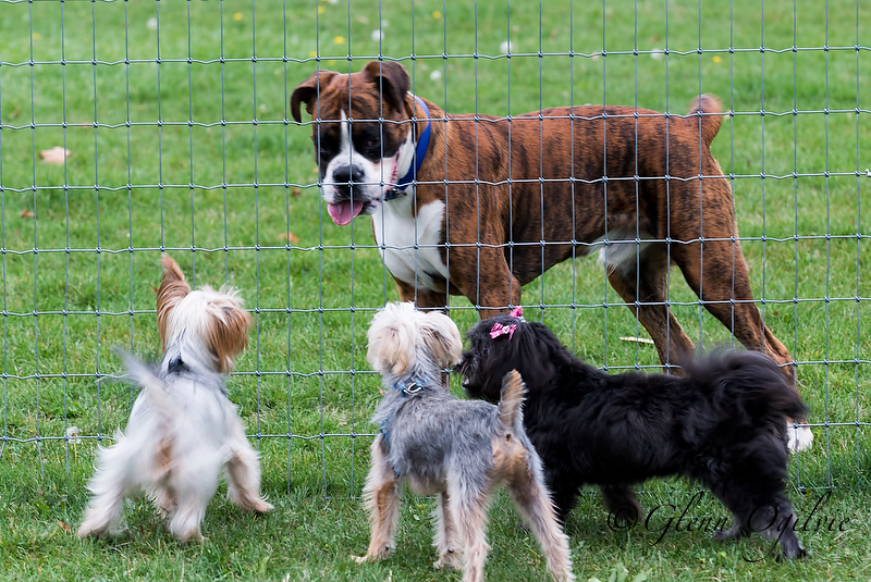 Dogs behaving in dog park. Some owners, not so much