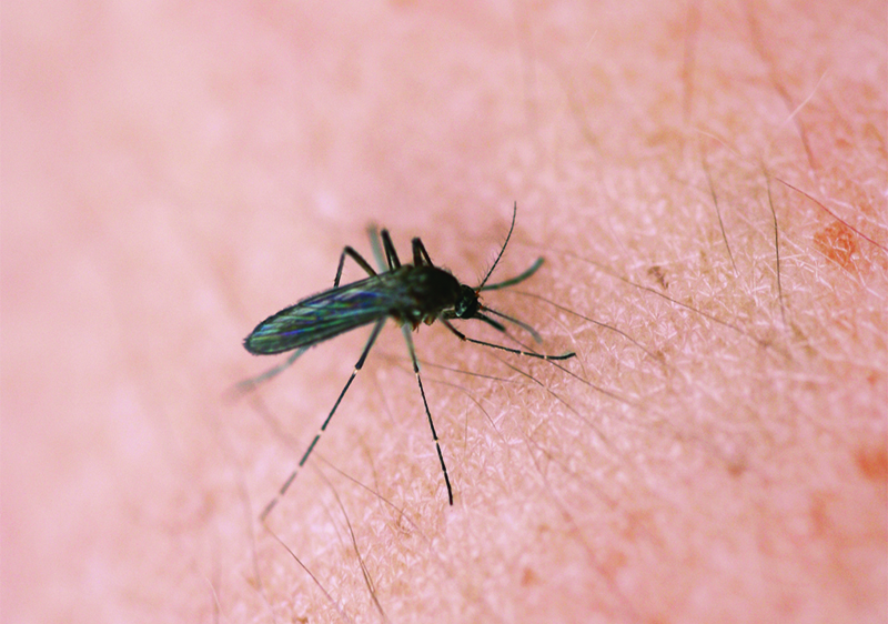 First human case of West Nile virus confirmed