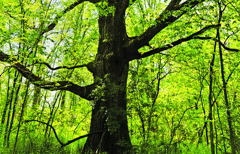 Council listens to people, axes proposed tree bylaw