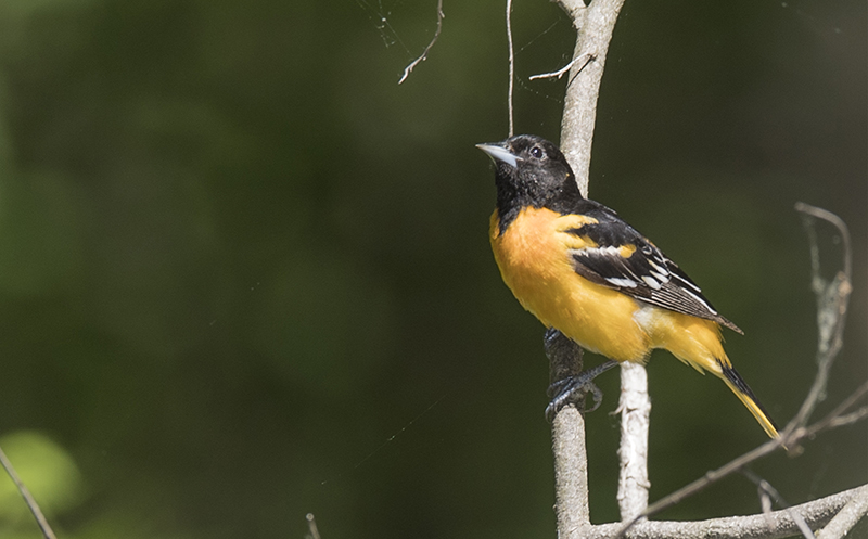 Backyard photographer charms birds out of the trees