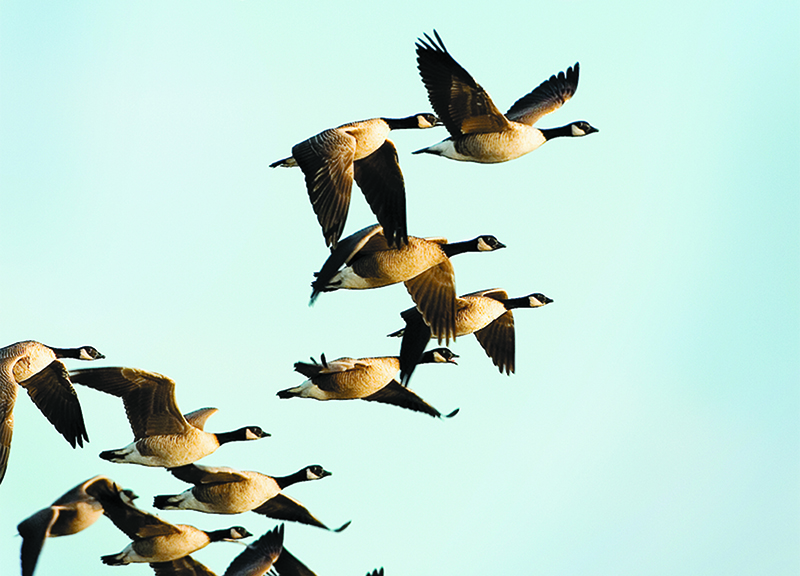 Canadian feathers ruffled by gunshots from U.S. duck hunters
