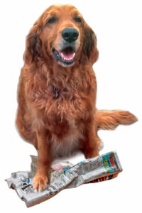 2018 01 NewTriviaDog