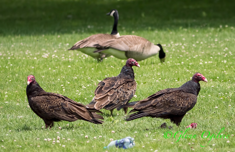 Vulture capitalists