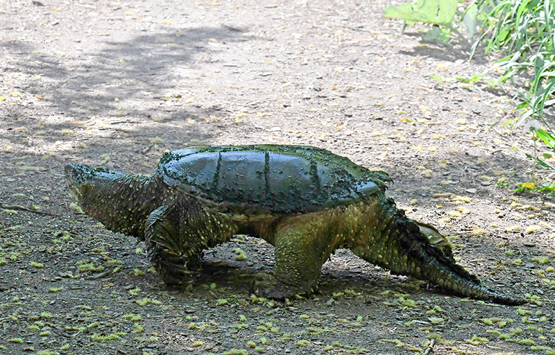 Another reason not to swim in Lake Chipican