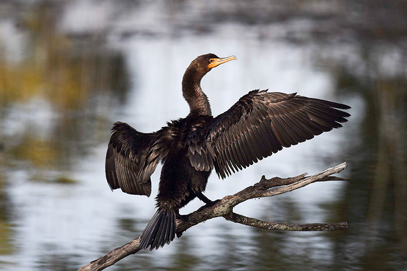 Province proposes open hunt on fish-eating cormorants