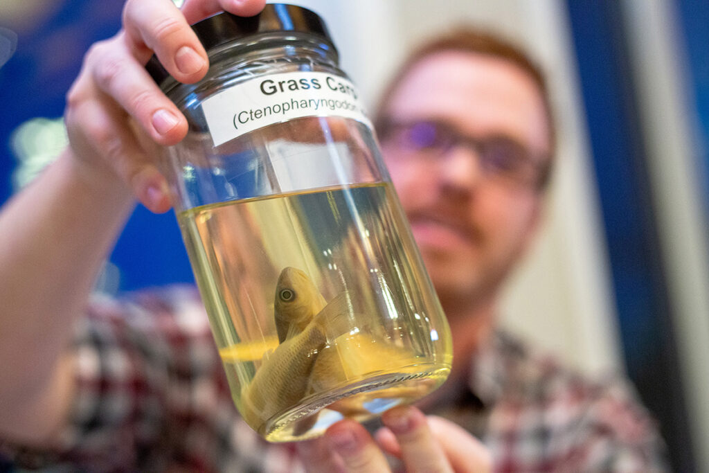 Experts ponder looming ‘carpification’ of Great Lakes