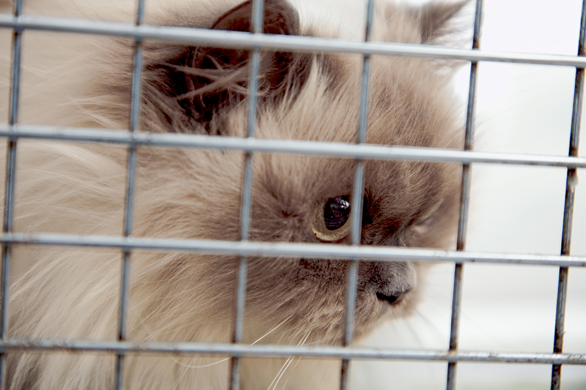 City police don’t want to take on animal cruelty cases