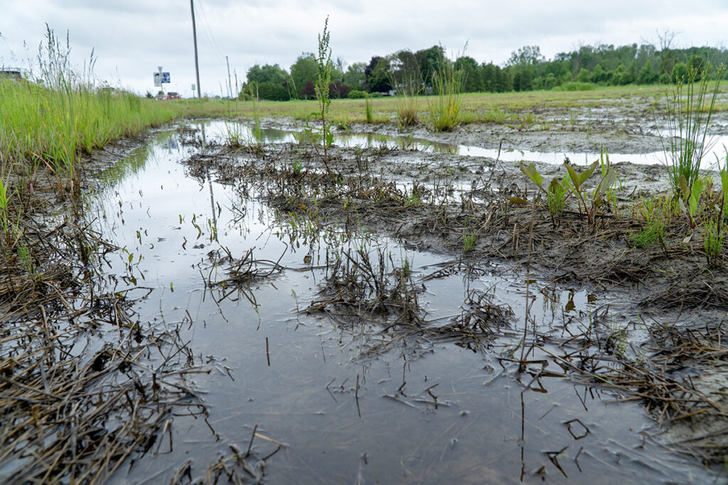 It was a bad year for local agriculture with 10,000 acres left unplanted
