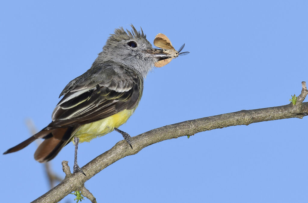 Dinnertime! In the natural world, everyone’s gotta eat