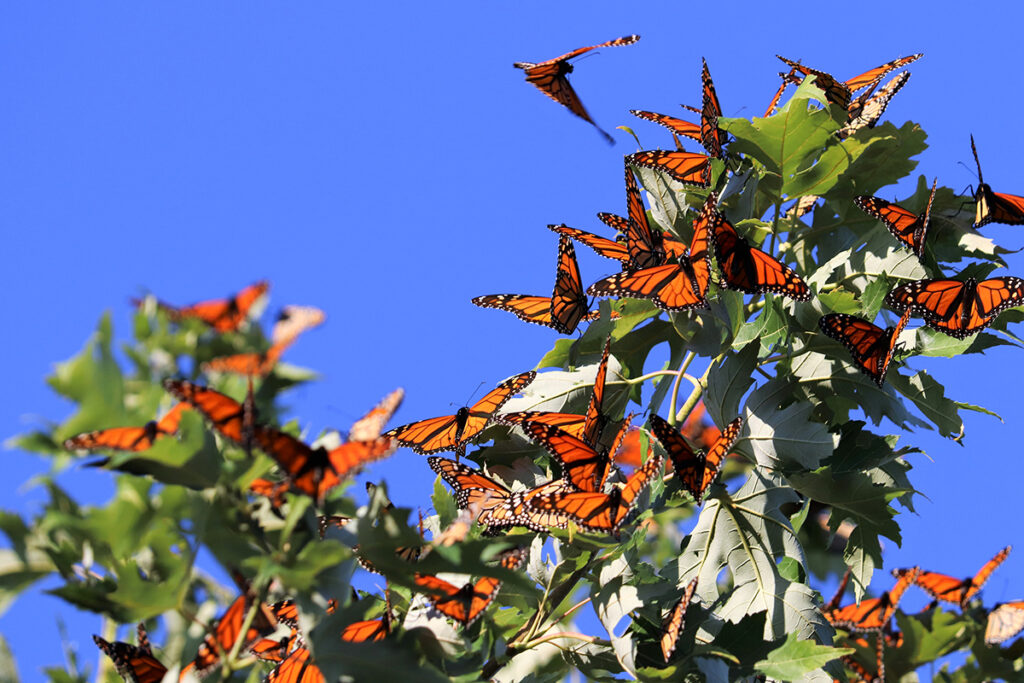 Residents report dazzling swarms of monarchs this fall