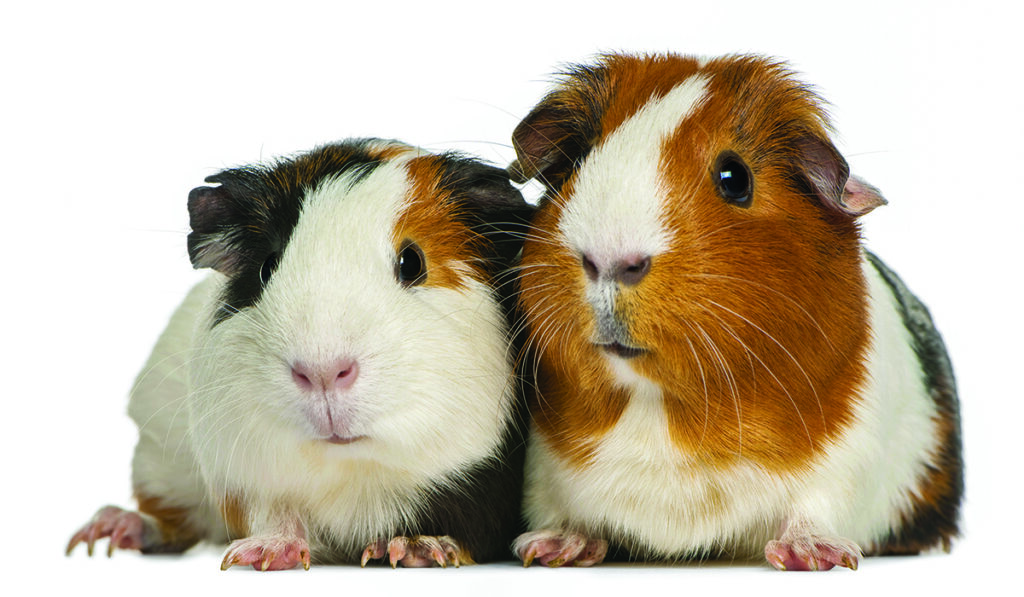 OPINION: Animal crackers: snakes, hamsters and one odd rabbit