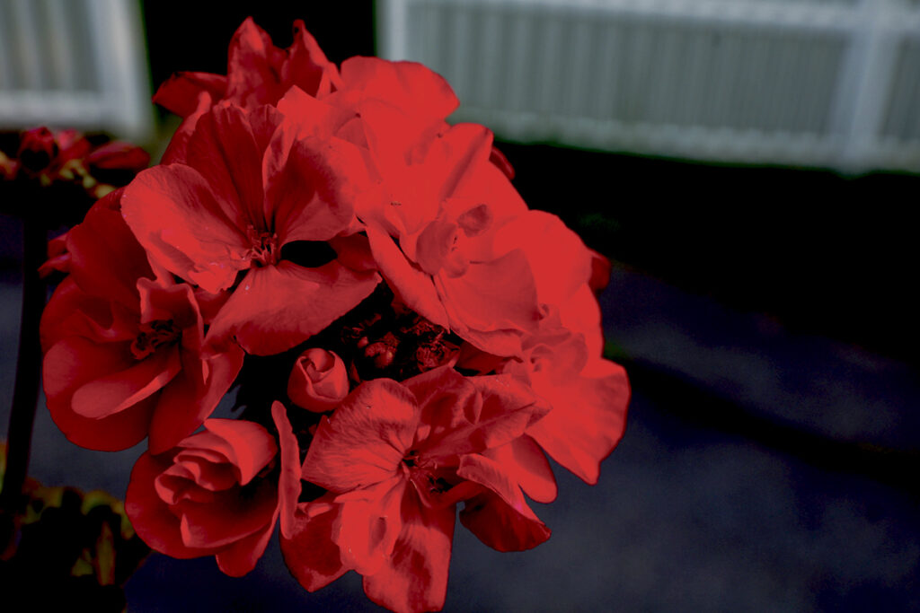 The old Chamber and Mr. Bennett’s blinkin’ begonias