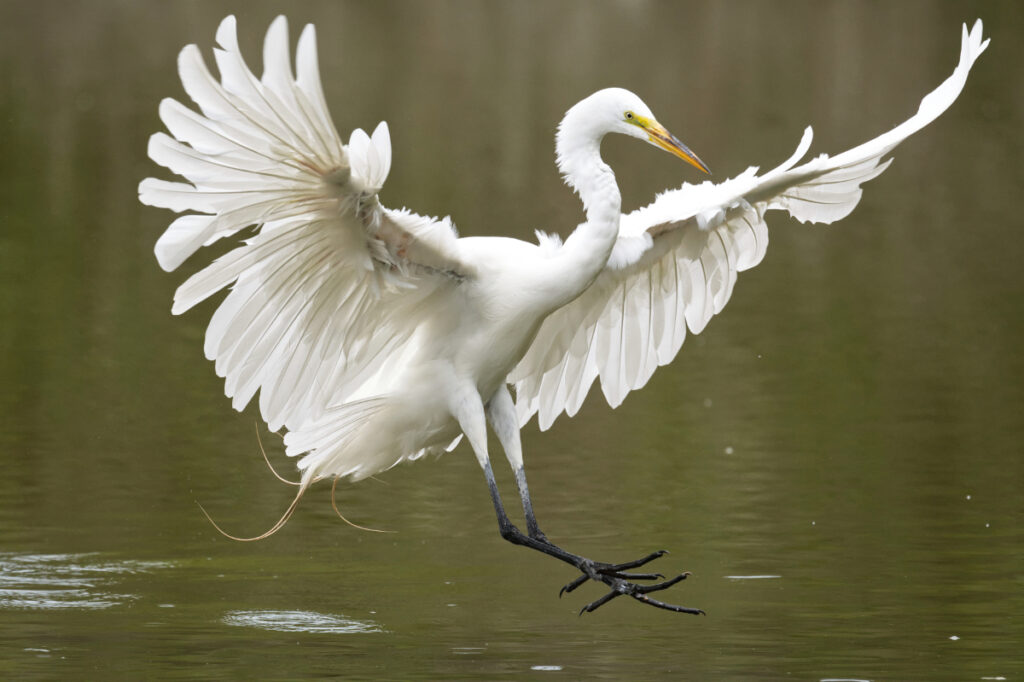 Bird of a feather