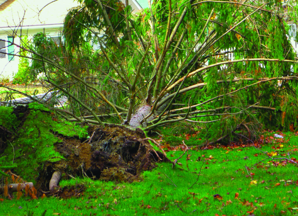 Sarnia to help pick up storm debris next week