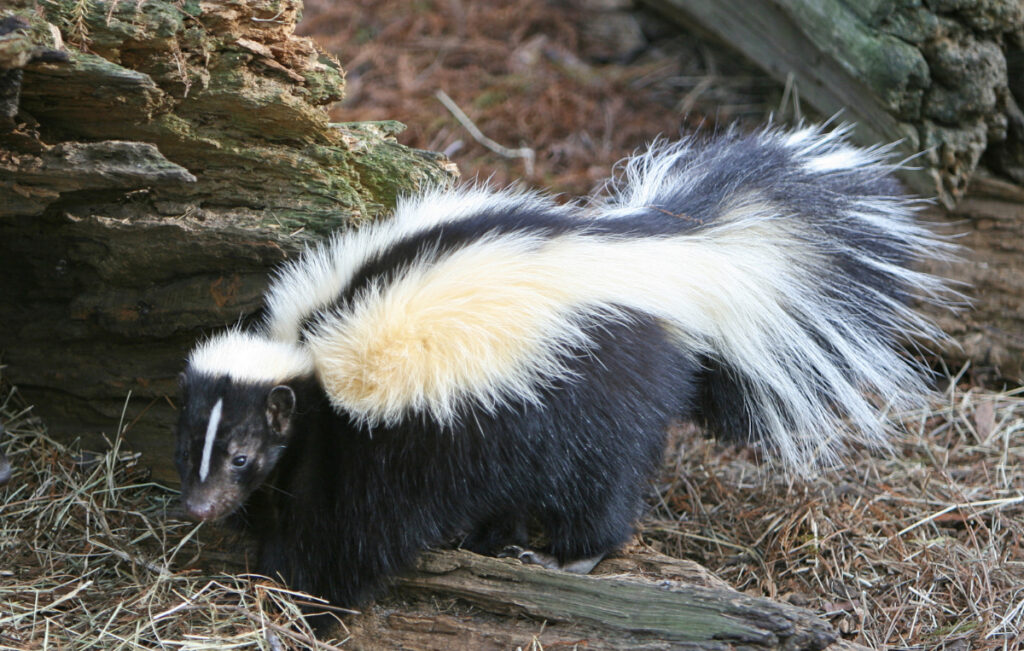 OPINION: Showing skunks a little love just makes so much scents