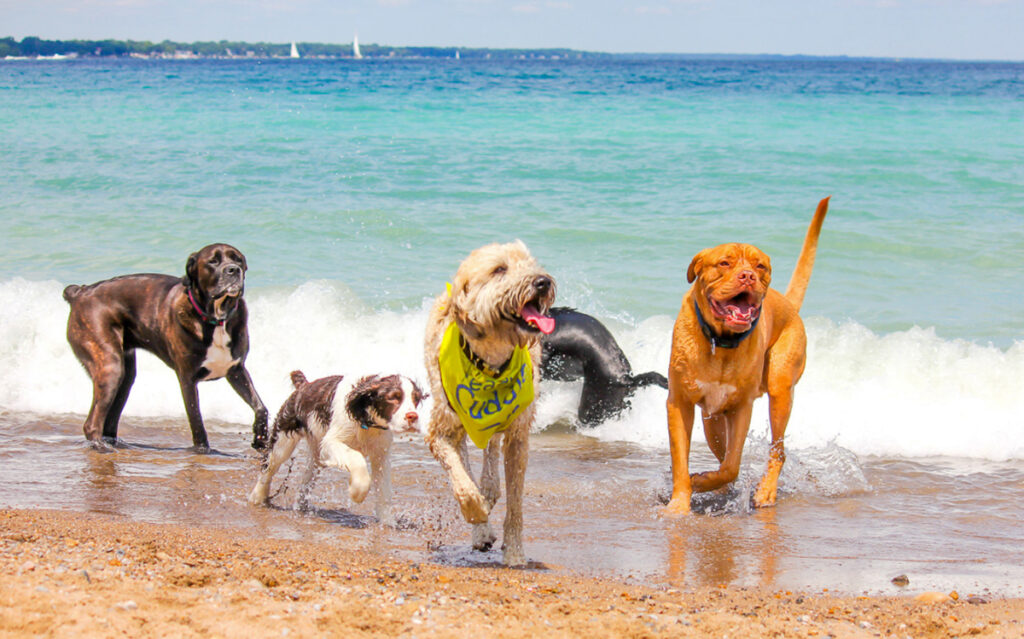 Weir, Baxter and Kenwick in running for doggy beach