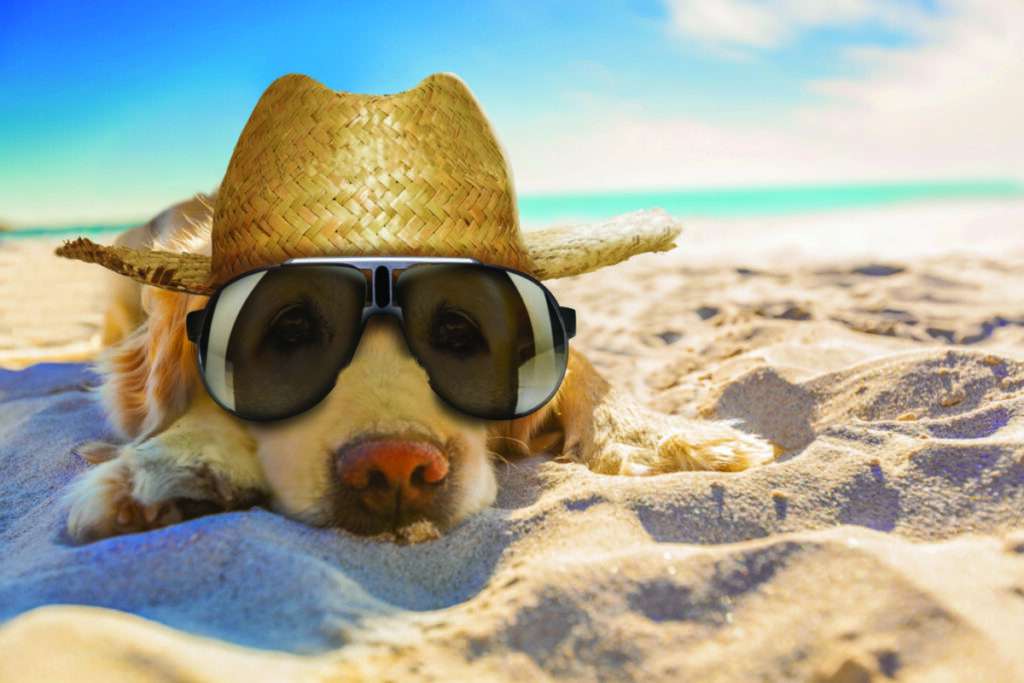 OPINION: A beach for dogs? That’s where I draw a line in the sand