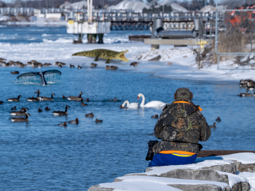 PHOTO FEATURE: Fish feeding frenzy produces nature wildlife spectacle
