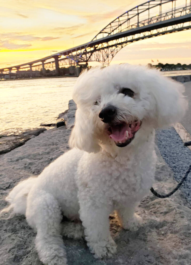 GUEST COLUMN: An ode to Mattie, our loyal and loving family dog