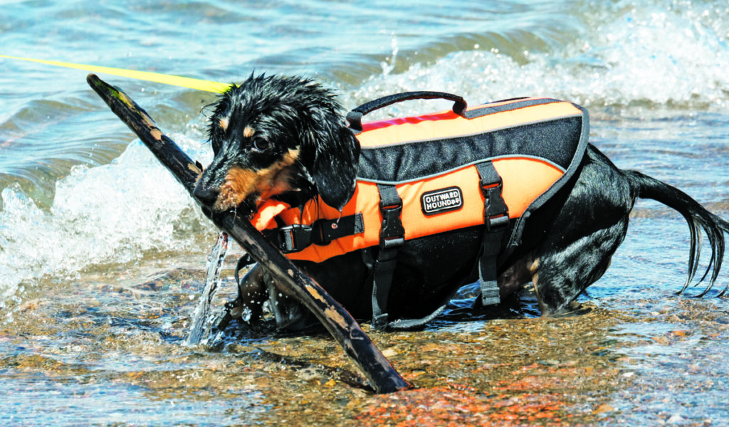 GUEST COLUMN: Sarnia needs a leash-free beach – for the love of dog