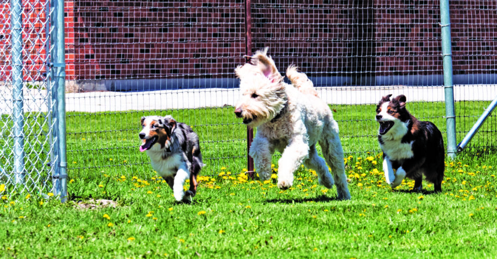 LETTER: Not all dog parks have a bad reputation