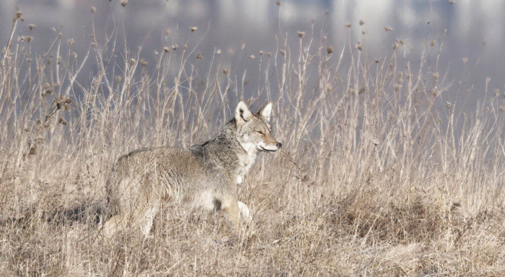 Coyotes sighted during daytime hours