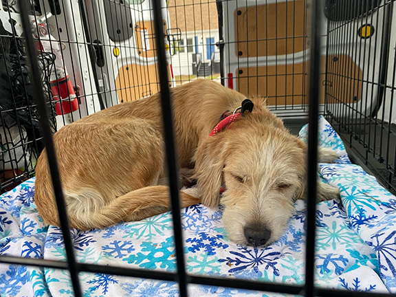 ‘That he survived is a miracle’: How a community rallied to rescue Kenzo the Wonder Dog