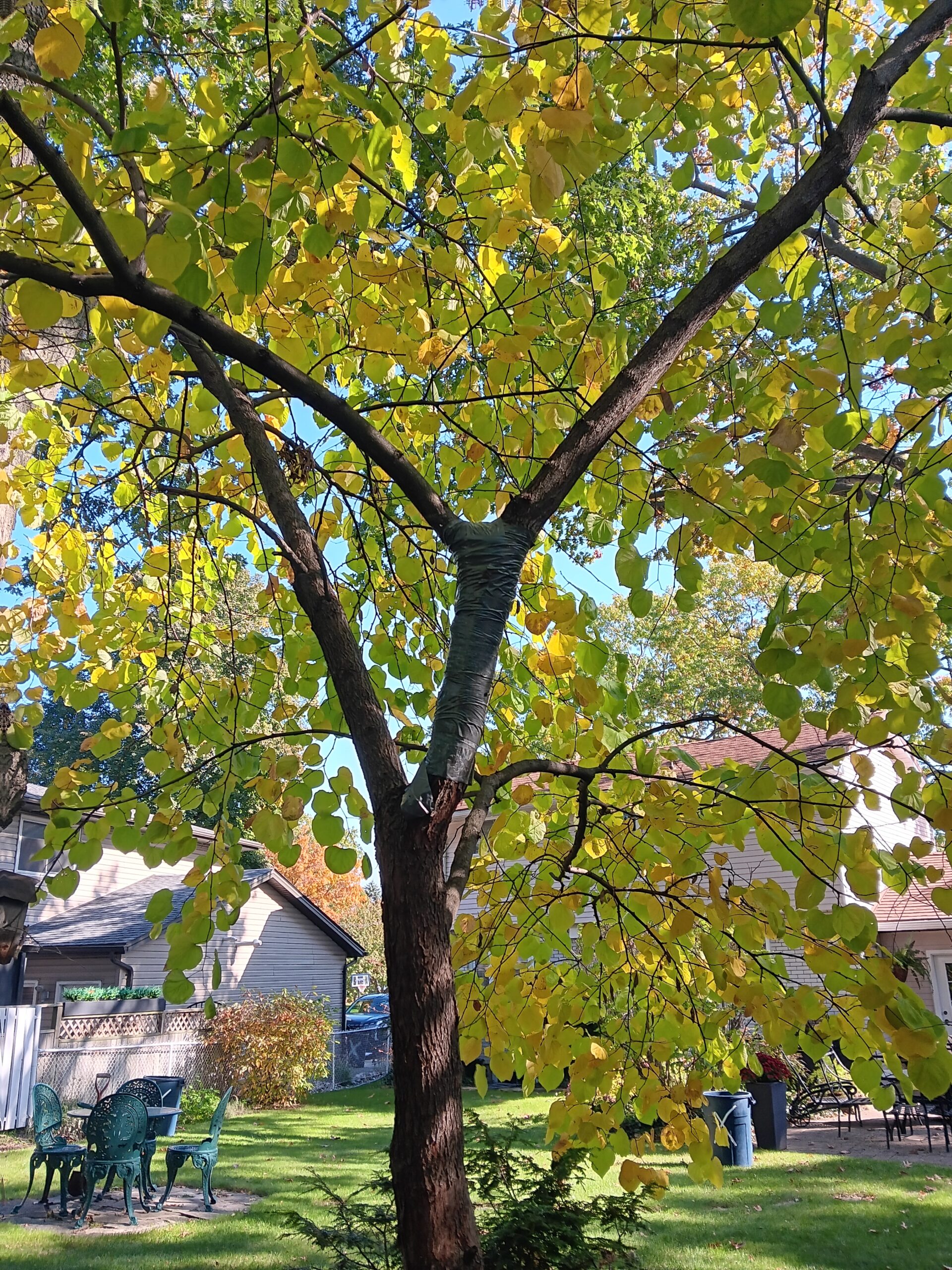Nurture your green heart: Grow a native garden
