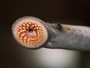 960px sea lamprey