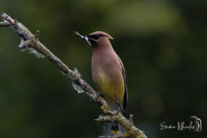 Cedar waxwing