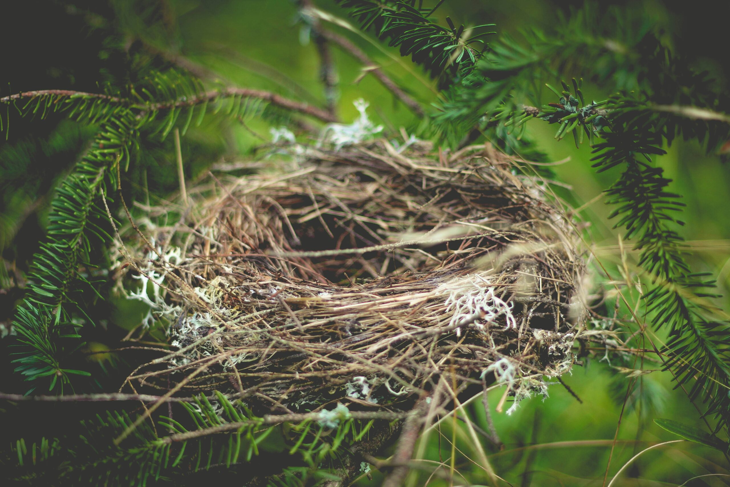 Not quite an empty nest