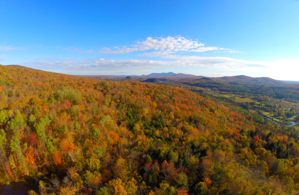 Canada’s forests: The roots of a resilient nation