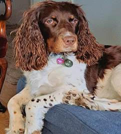 The toxic danger for dogs