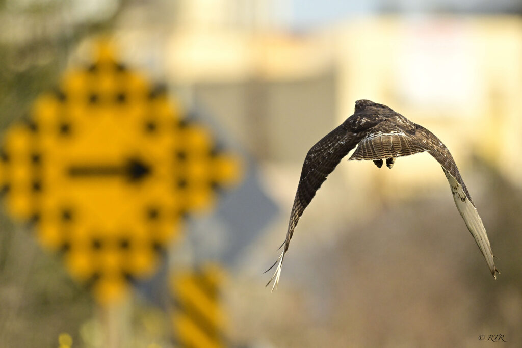 Doug Ford made it legal to create bird ‘death traps’ to speed up home construction